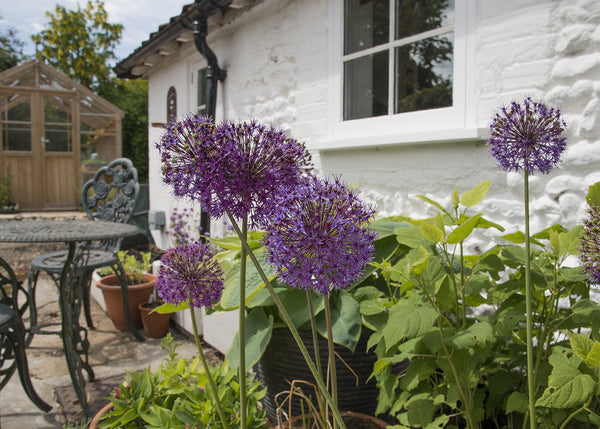 Swan Cottage